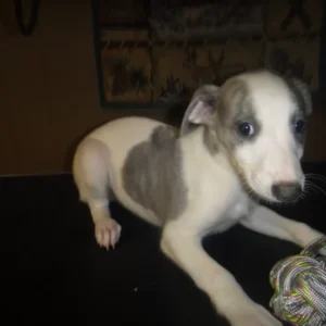 Whippet Kaufen