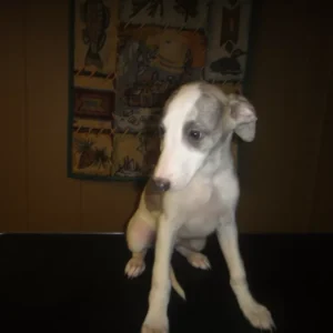 Whippet zu verkaufen — männlich, 9 Wochen