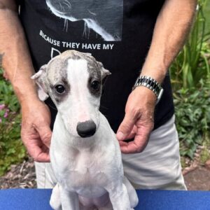 Whippet Welpe Kaufen