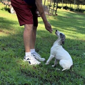 Whippet Welpe zu verkaufen — Weiblich, 11 Wochen