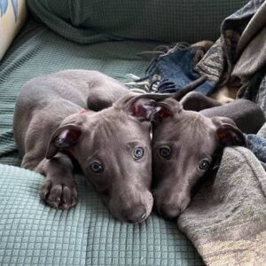 Whippet blau kaufen