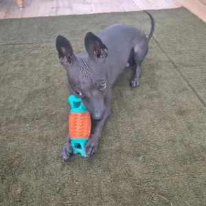 Xoloitzcuintle zu verkaufen, Männchen – 3 Monate alt