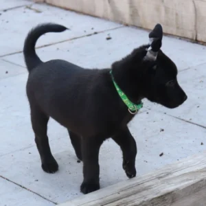 Xoloitzcuintle mit fell kaufen