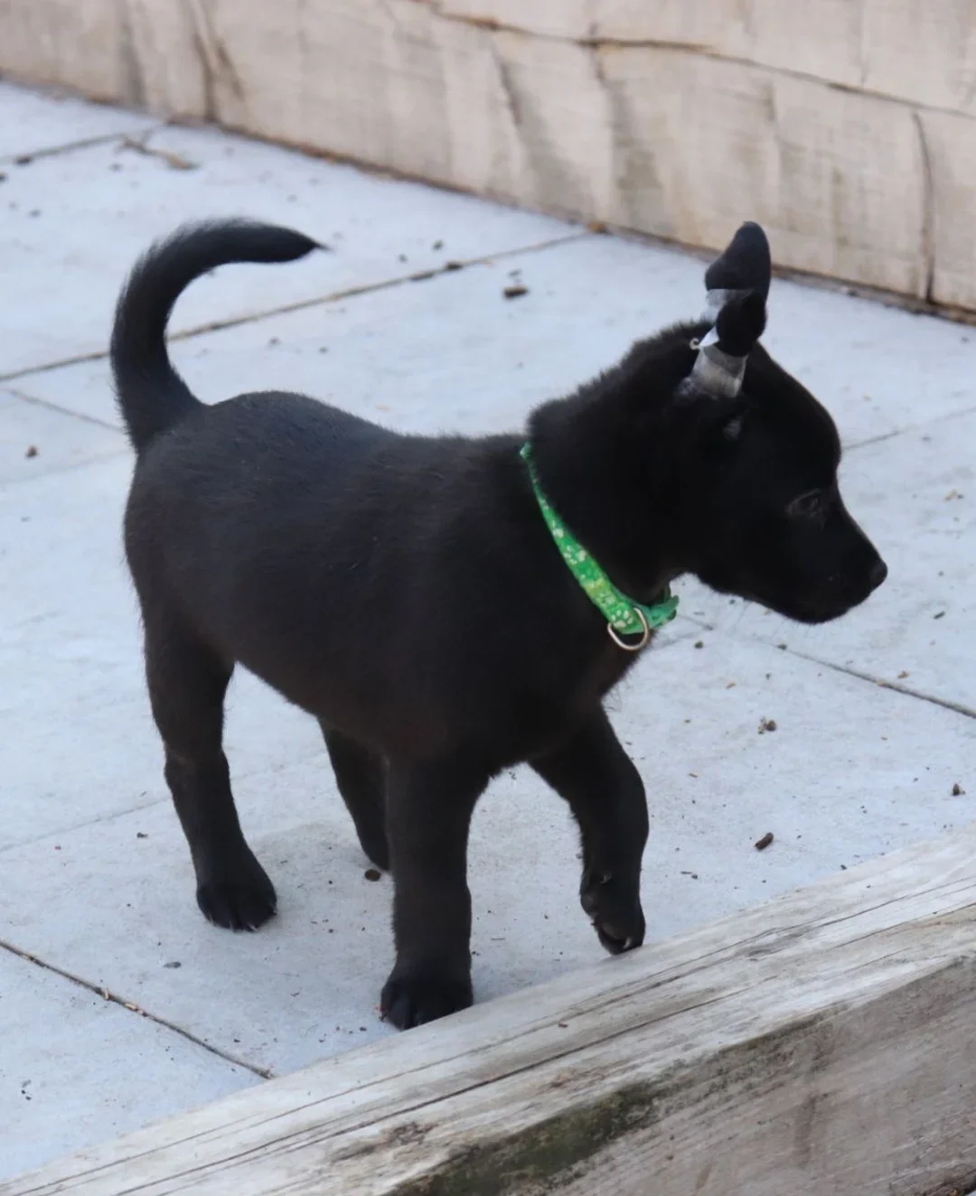 Xoloitzcuintle mit fell kaufen