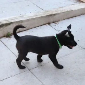 Xoloitzcuintle zu verkaufen, 8 Wochen – weiblich