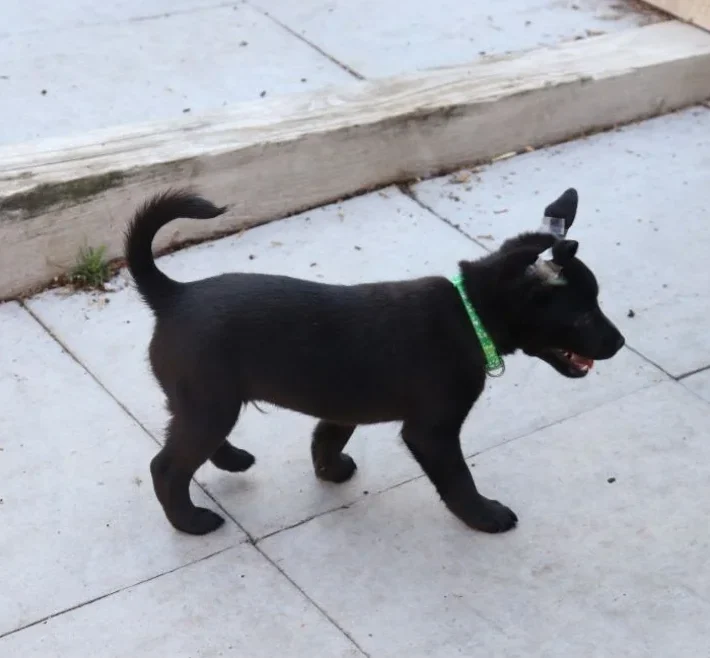 Xoloitzcuintle mit fell kaufen